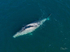 Humpback Relaxing 1. DJI_0314