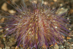 Psammechinus miliaris