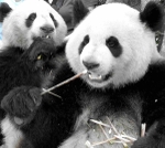 Pandas, Chengdu