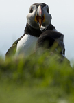 PUFFIN, ISLE OF LUNGA, TRESHNISH ISLES