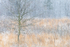 Spring Snow