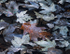 DECEMBER, BACKUS WOODS  #2