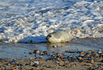Atlantic Grey Seal