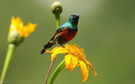 Northern Double-collared Sunbird