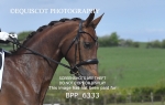 BPP_6333