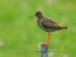 Redshank calling, Hotel Raudaskrida, Iceland