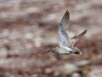 Whimbrel portfolio