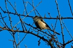 Long-tailed Tit