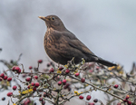 Female Blackbird
