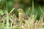 Yellowhammer