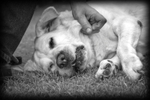 Bud