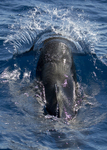 Short finned pilot whale, Madeira, Portugal ref M1)