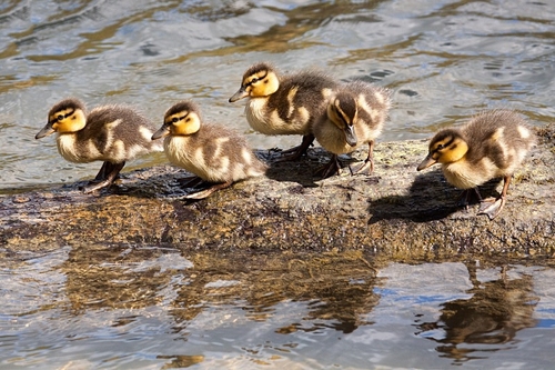 Five little ducks taken on a lovely spring day at Linacre Reservoir