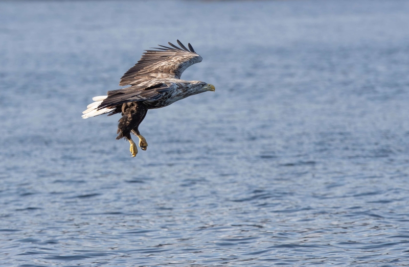 White Tailed Eagle - Isle of Mull - Scotland