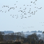 Caerlaverock