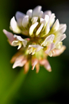 White Clover - 1857_00001