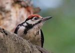 Great Spotted Woodpecker