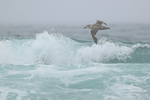 Southern Giant Petrel & breaking wave, Saunders Island, Falklands