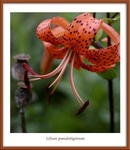Lilium pseudotigrinum
