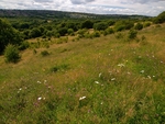 Sally Clark's Meadow