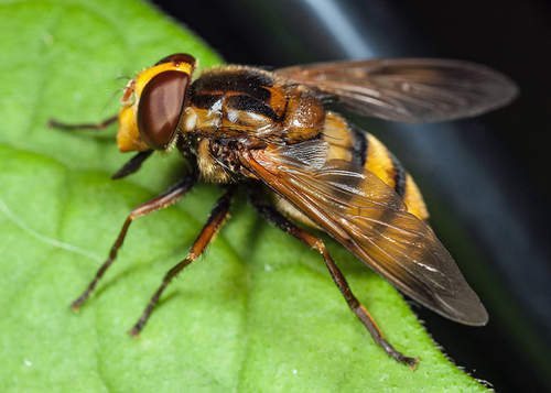 Hoverfly - [i]Volucella inanis[/i]. Warwickshire, August 2012.