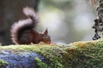 Red Squirrel 20