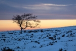 Moorland Birch, Peak District