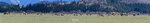Elk Migration_Panorama1