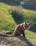 Fox cub