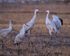 Dawn interaction of Sandhill Cranes, Bosque del Apache, New Mexico