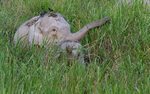.lephant