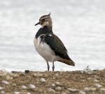 Lapwing (juvenile) at Otmoor's northern lagoon