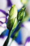 Lisianthus