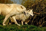 White Wolves - Mr. Hudson & Saska (Colchester Zoo)