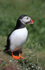Puffin