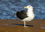 Great Black-backed Gull 2