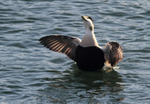 SBD011: Eider Flap
