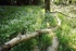 Bluebells and Stitchwort