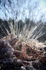 Frost Explosion