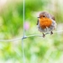 BBG-01-Robin by the roadside, Oban, Argyll