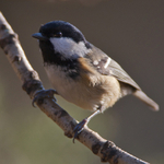 Coal Tit on Brownsea Island
