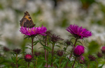 In the world of Butterflies