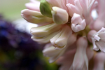 Flowers Set 12 - 29