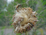 Bee in the Bonnet