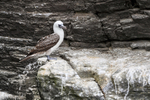 Peruvian Booby, Chanaral Island, Chile