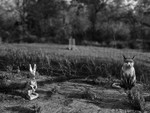 Garden Sculptures