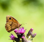 Meadow brown