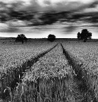 Wheat in Charcoal.