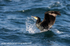 SBC004: Cormorant