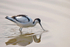 Avocet